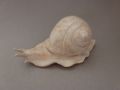 Petit escargot - Archives
