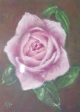 Rose - Bouquets