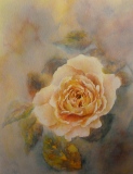 Rose jaune, 2013 - Fleurs