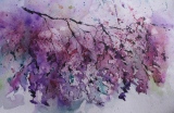 Wisteria mystérieuse - Fleurs